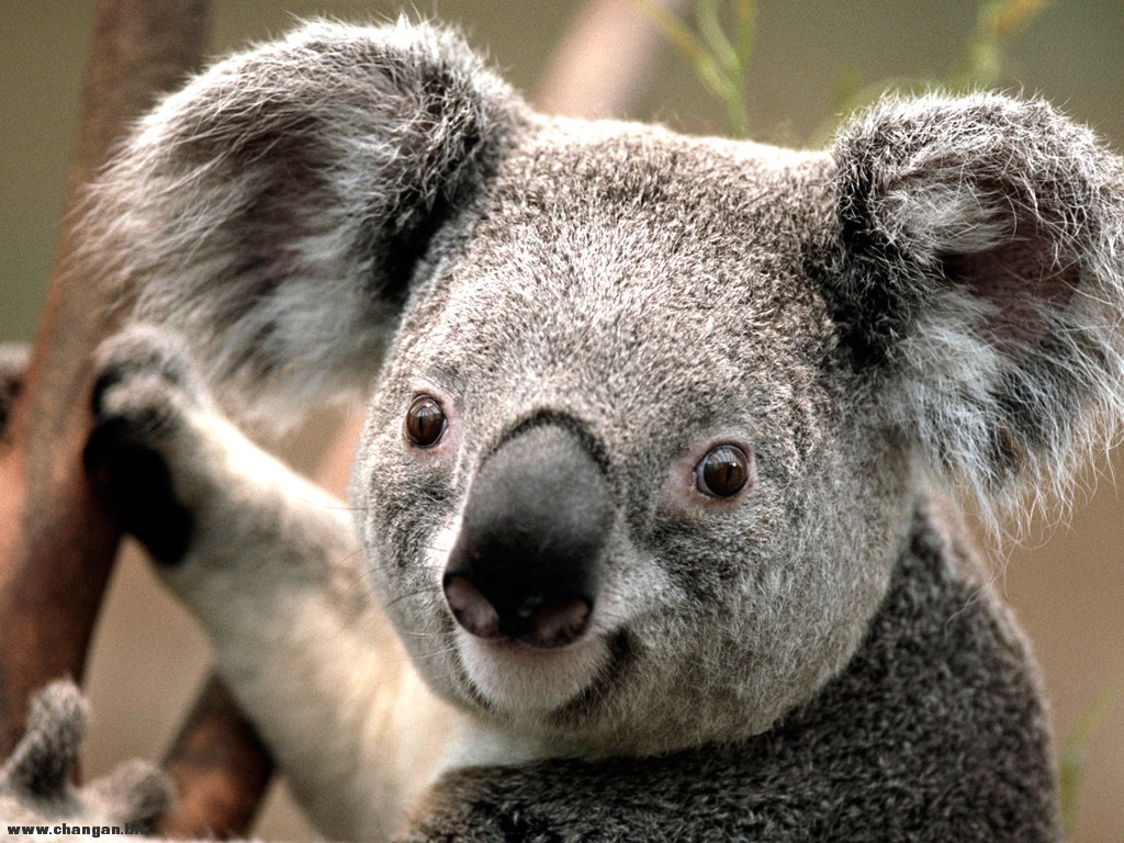 Koala.jpg