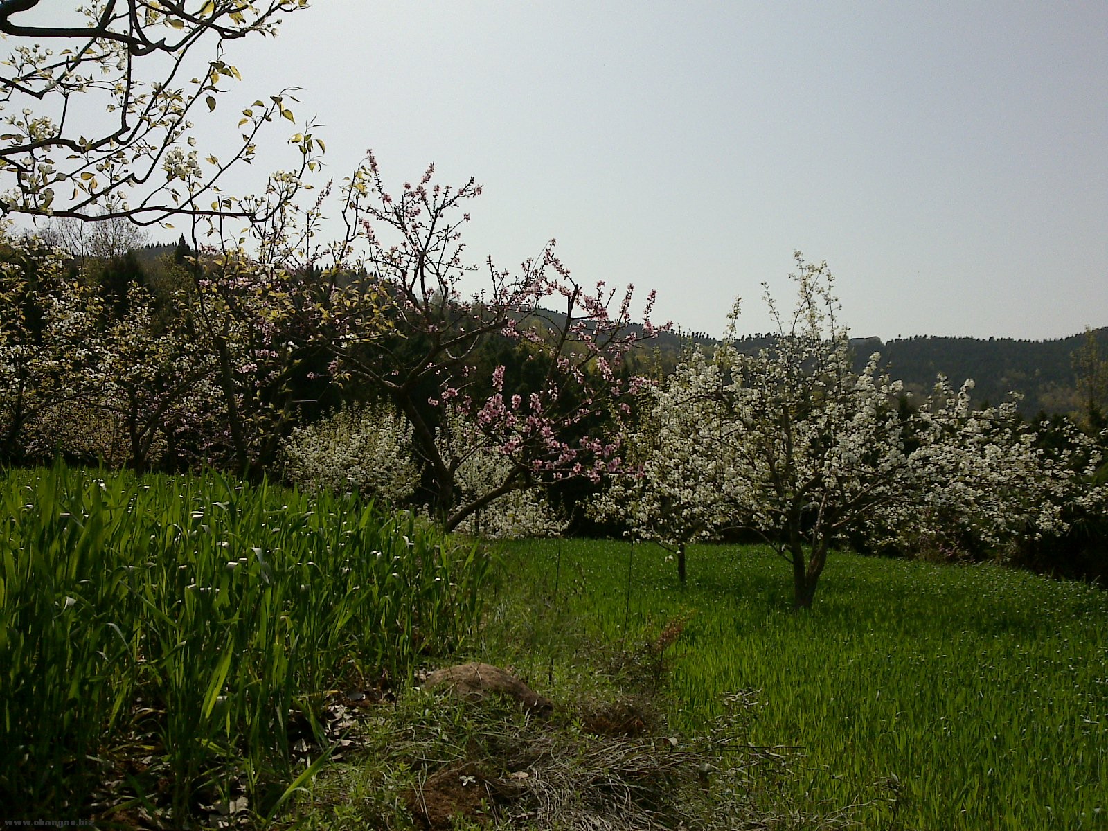 20120331111.jpg