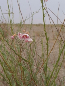 С Ƭ 060.jpg