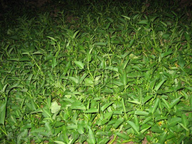 IMG_1205.jpg