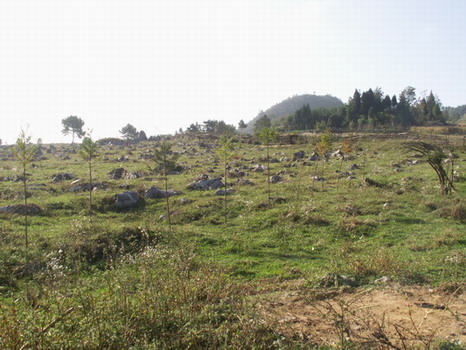Ĳݳ1.JPG