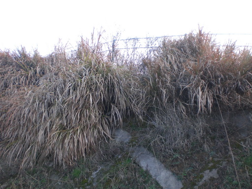 CIMG2133.JPG