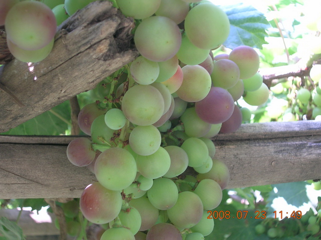DSCN4457.JPG