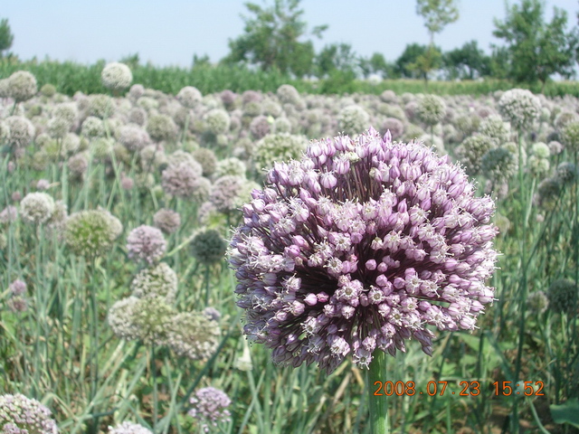 DSCN4553.JPG