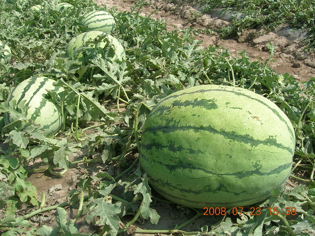 DSCN4539.JPG