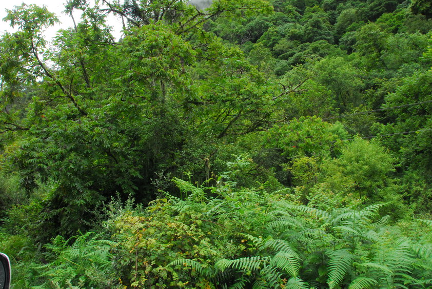 DSC_1010.JPG