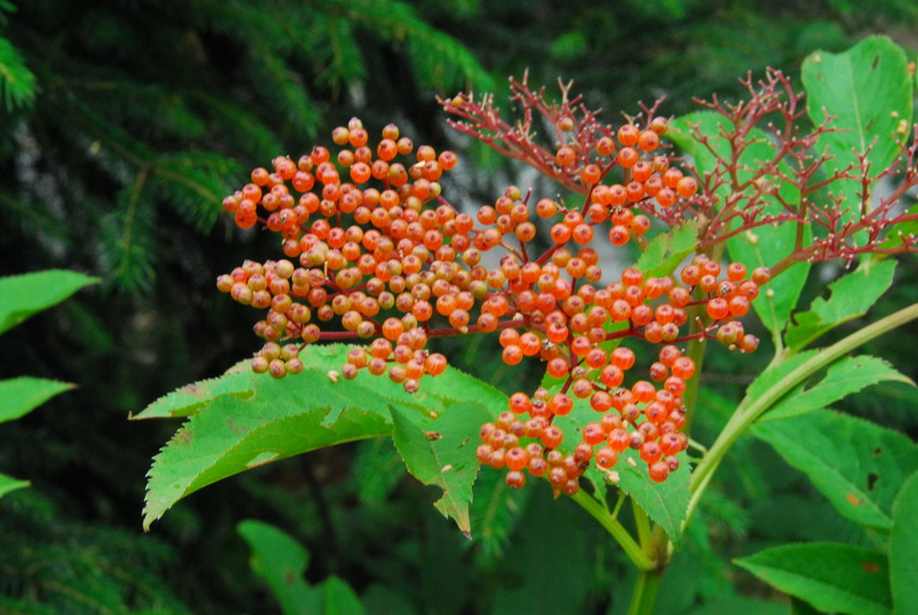 DSC_0878.JPG