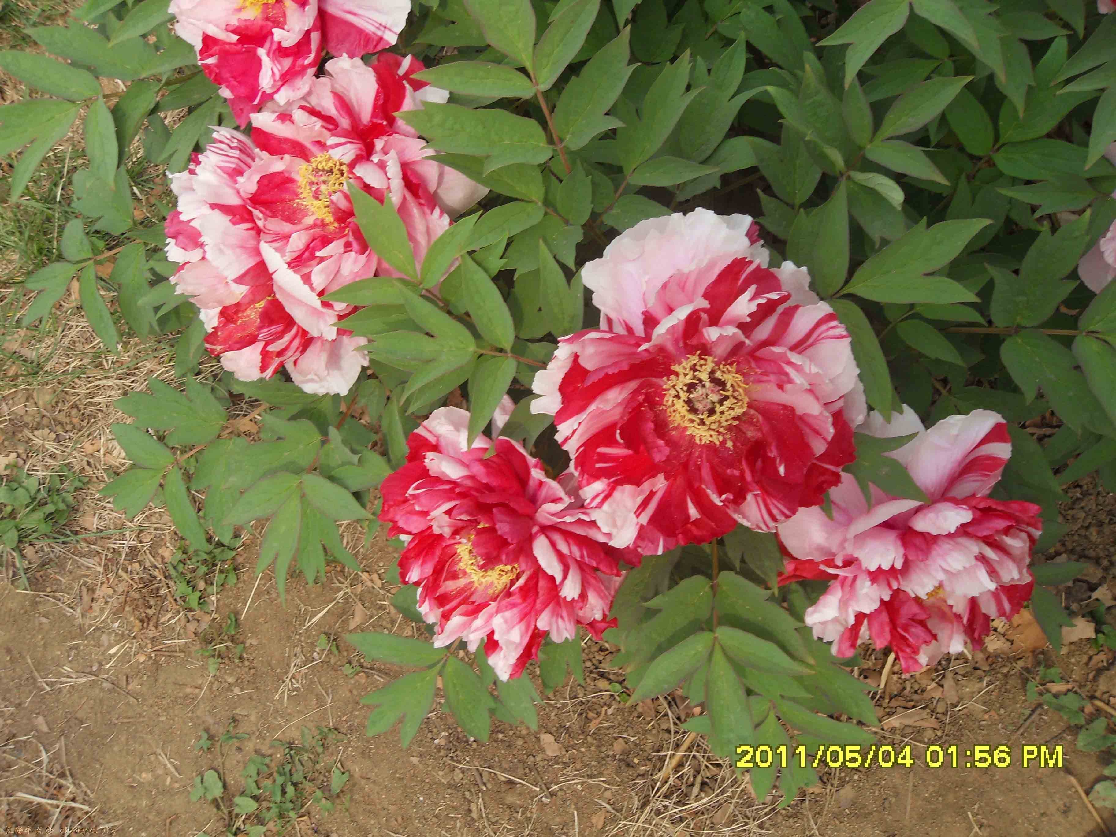 SDC15406.jpg